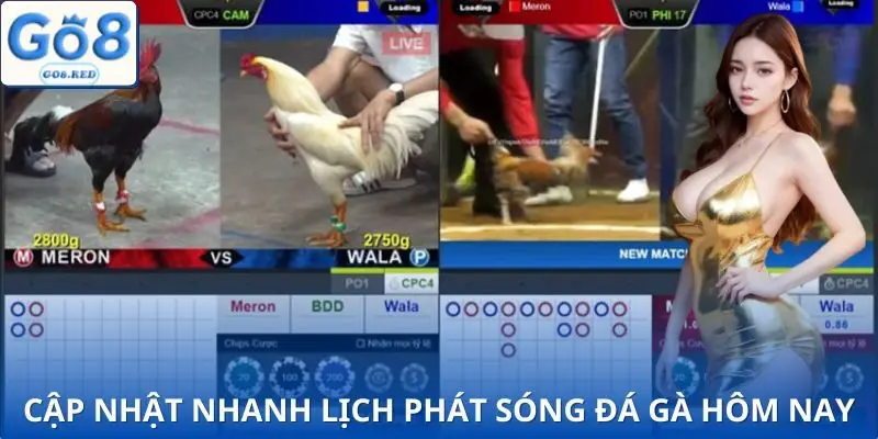 Những thông tin được cập nhật trong lịch thi đấu đá gà